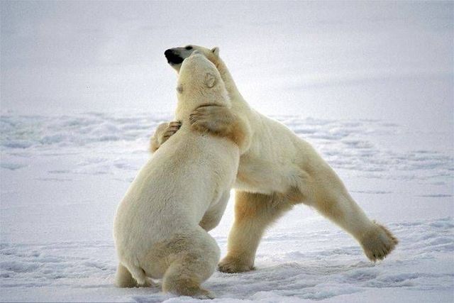 Wild nature of the North (41 photos)