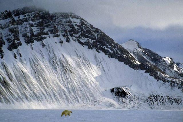 Wild nature of the North (41 photos)