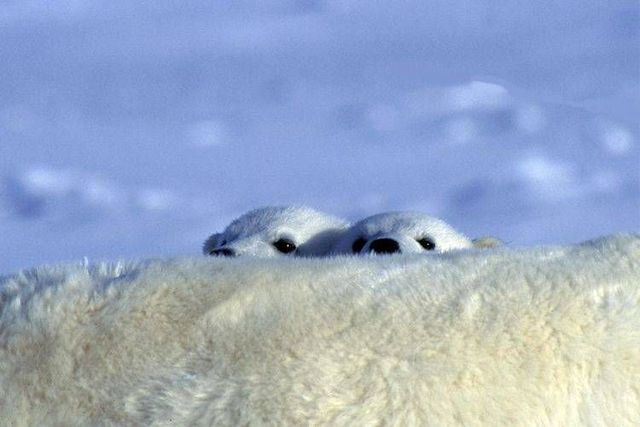 Wild nature of the North (41 photos)