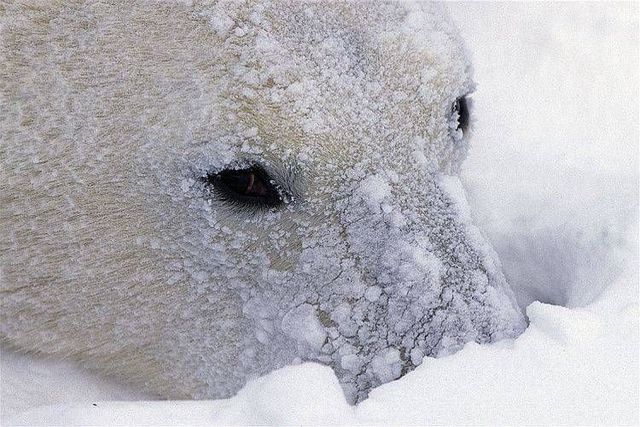 Wild nature of the North (41 photos)