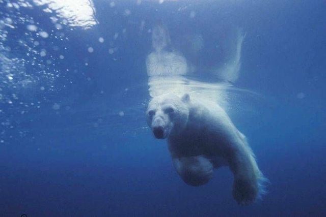 Wild nature of the North (41 photos)