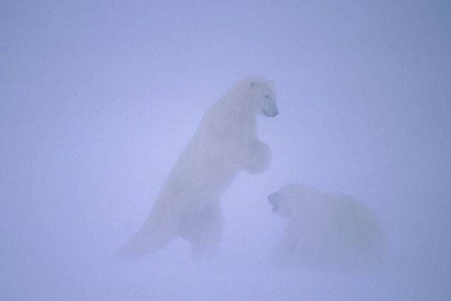 Wild nature of the North (41 photos)