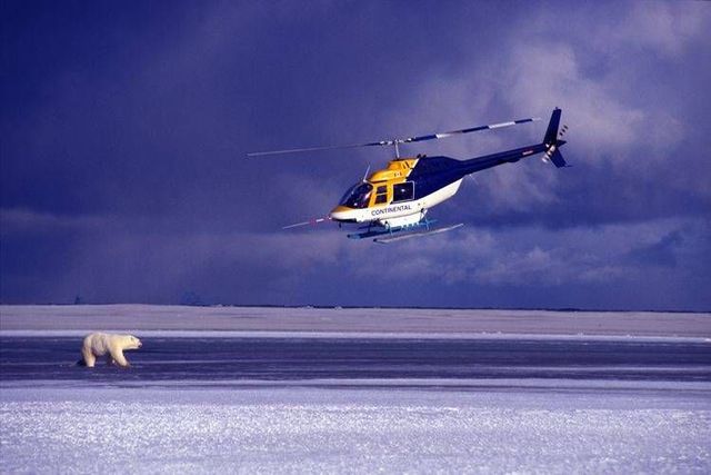 Wild nature of the North (41 photos)