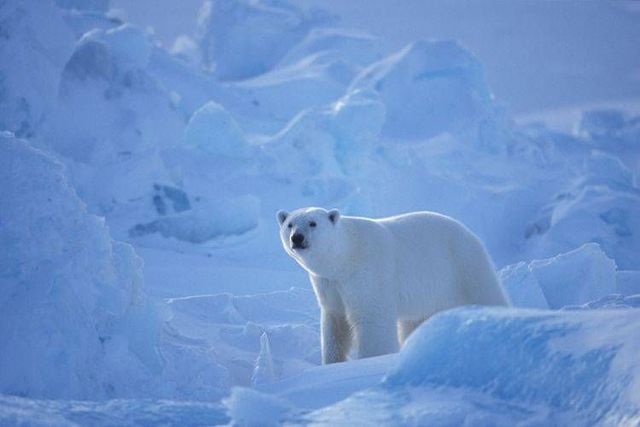 Wild nature of the North (41 photos)