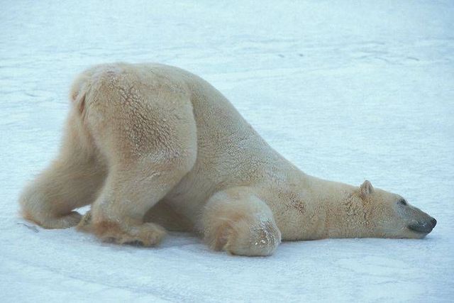 Wild nature of the North (41 photos)