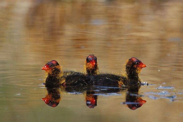 Wild nature of the North (41 photos)