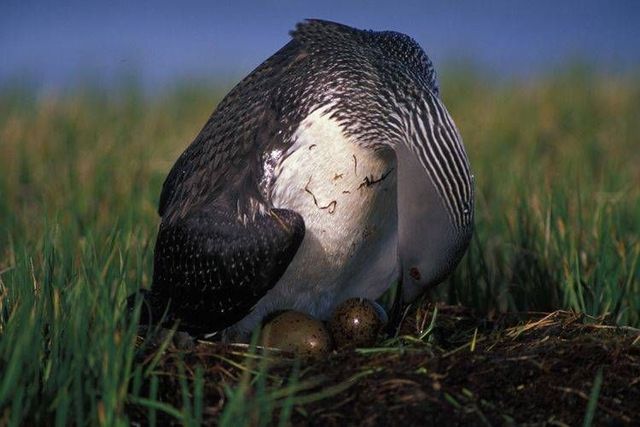 Wild nature of the North (41 photos)