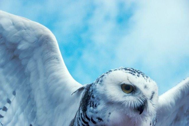 Wild nature of the North (41 photos)