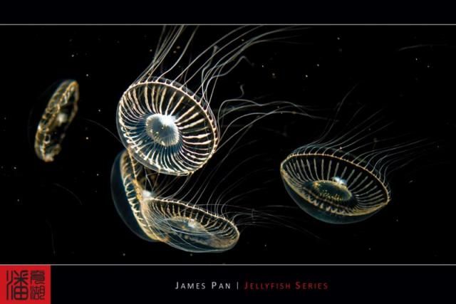 Jellyfish (10 photos)