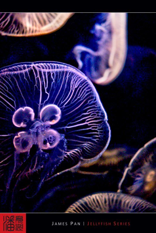 Jellyfish (10 photos)
