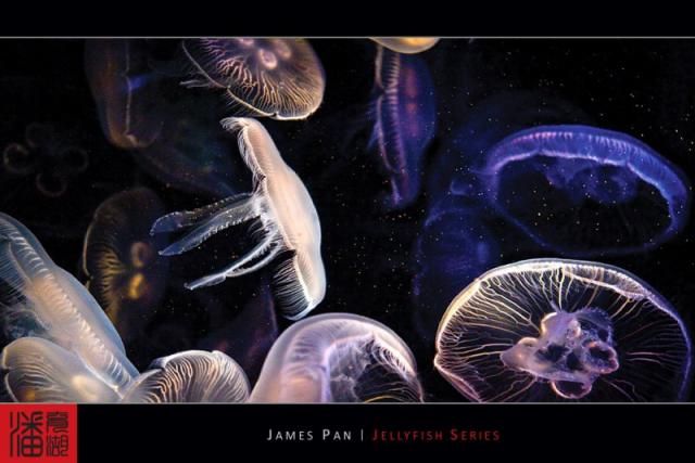 Jellyfish (10 photos)