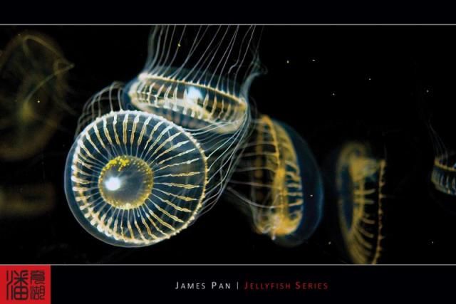Jellyfish (10 photos)