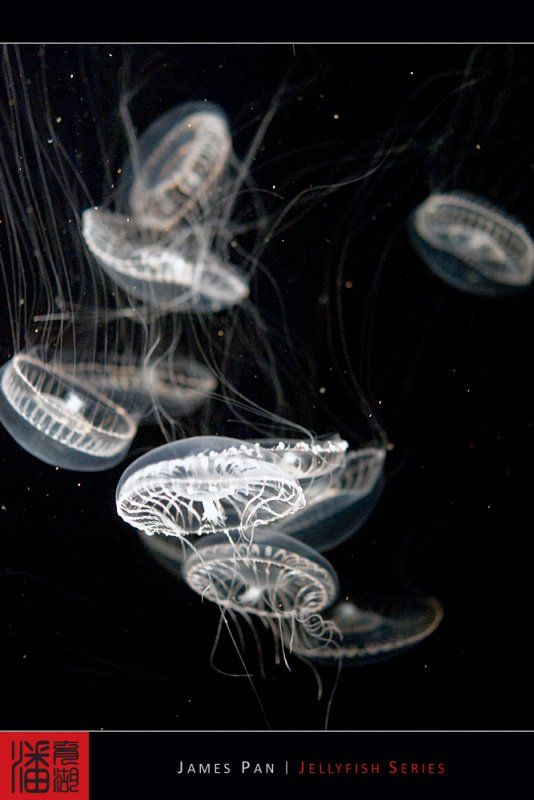 Jellyfish (10 photos)
