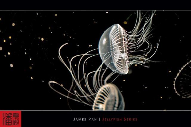 Jellyfish (10 photos)