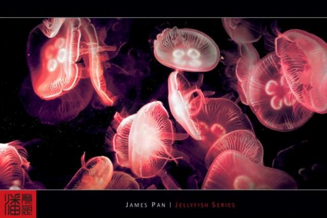 Jellyfish (10 photos)