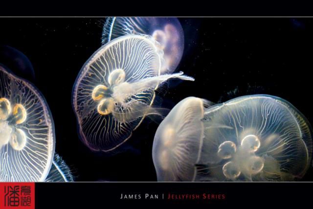 Jellyfish (10 photos)