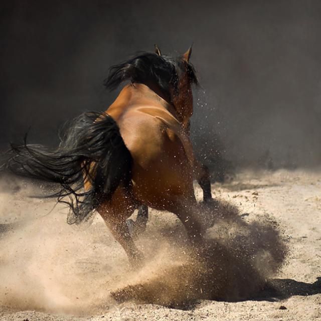 Horses in all their splendor (33 pics)