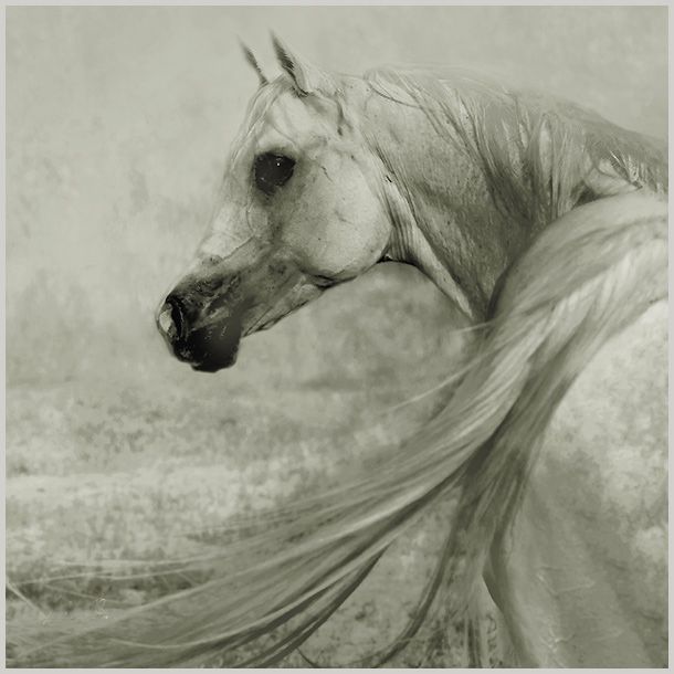 Horses in all their splendor (33 pics)