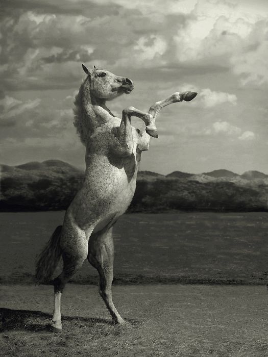 Horses in all their splendor (33 pics)