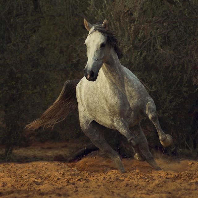Horses in all their splendor (33 pics)