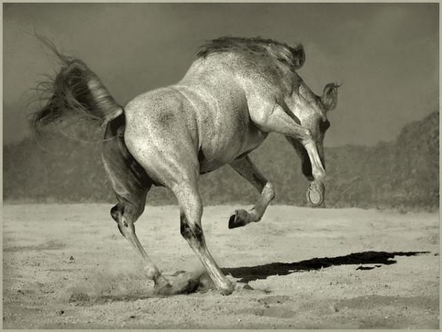 Horses in all their splendor (33 pics)