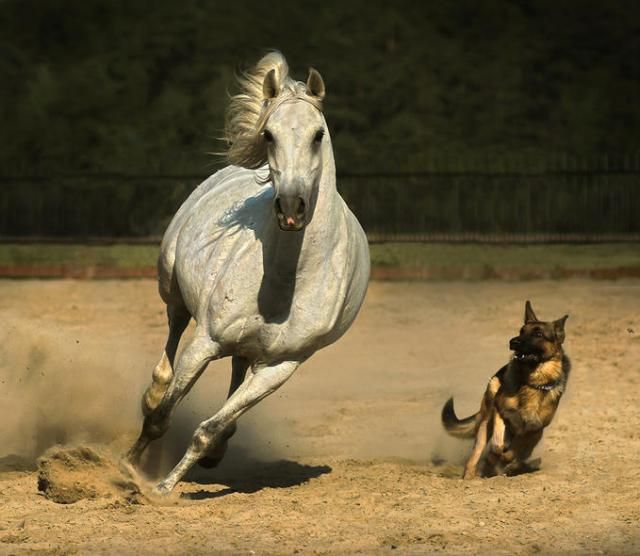 Horses in all their splendor (33 pics)