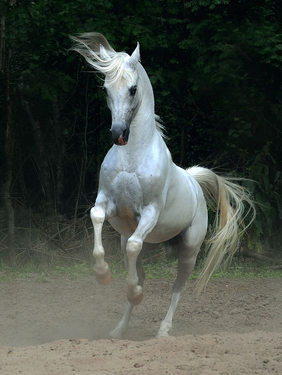 Horses in all their splendor (33 pics)