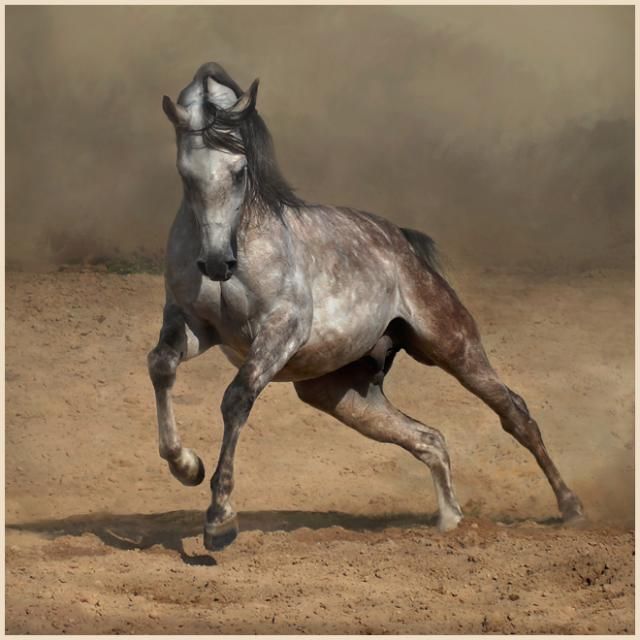Horses in all their splendor (33 pics)