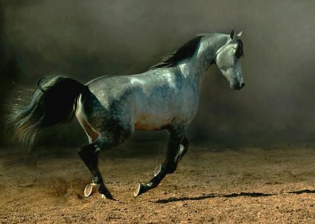 Horses in all their splendor (33 pics)