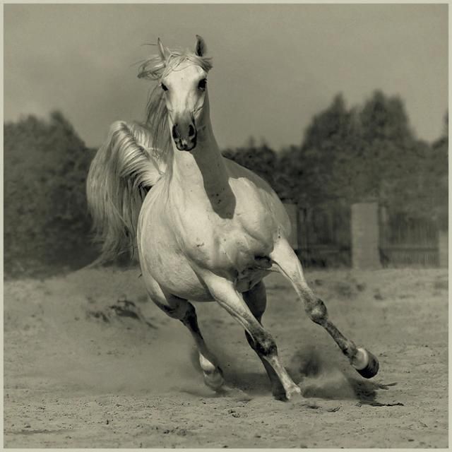 Horses in all their splendor (33 pics)