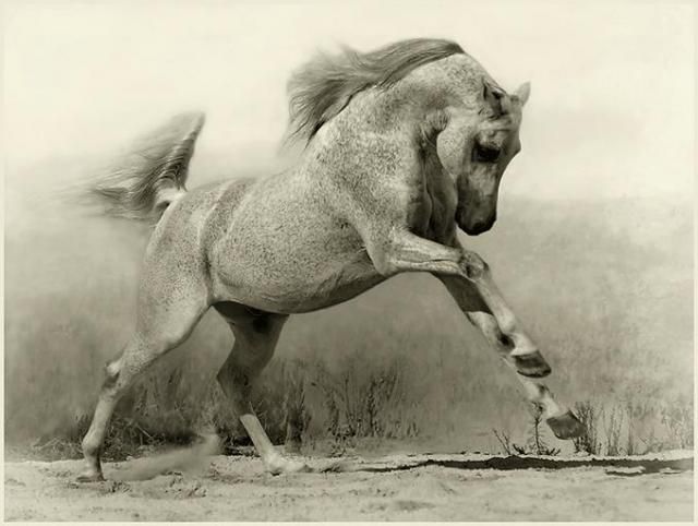 Horses in all their splendor (33 pics)
