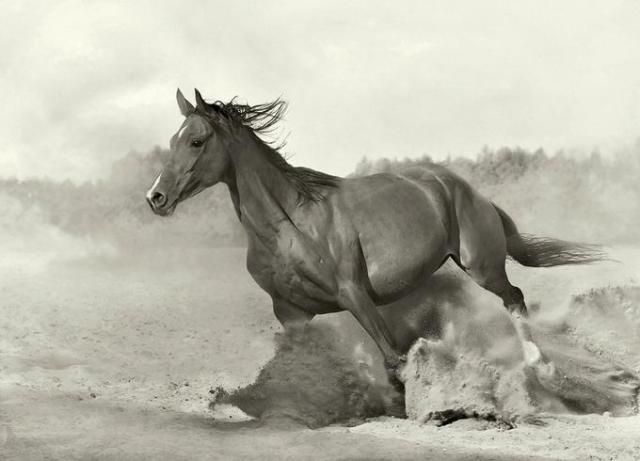 Horses in all their splendor (33 pics)