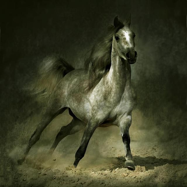 Horses in all their splendor (33 pics)