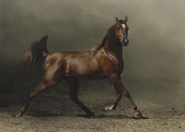 Horses in all their splendor (33 pics)