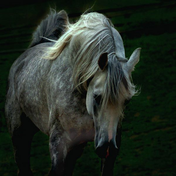 Horses in all their splendor (33 pics)