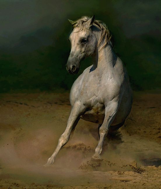 Horses in all their splendor (33 pics)
