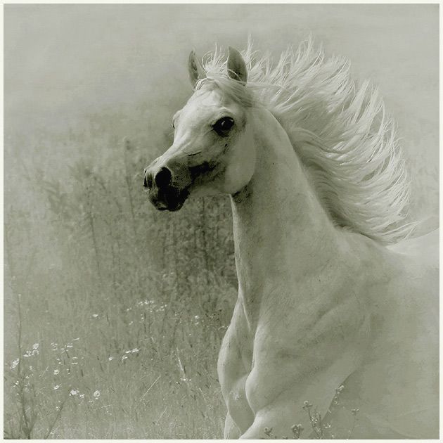 Horses in all their splendor (33 pics)