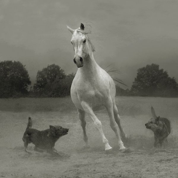 Horses in all their splendor (33 pics)