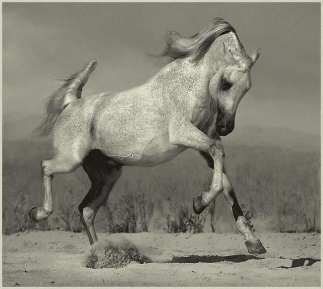 Horses in all their splendor (33 pics)