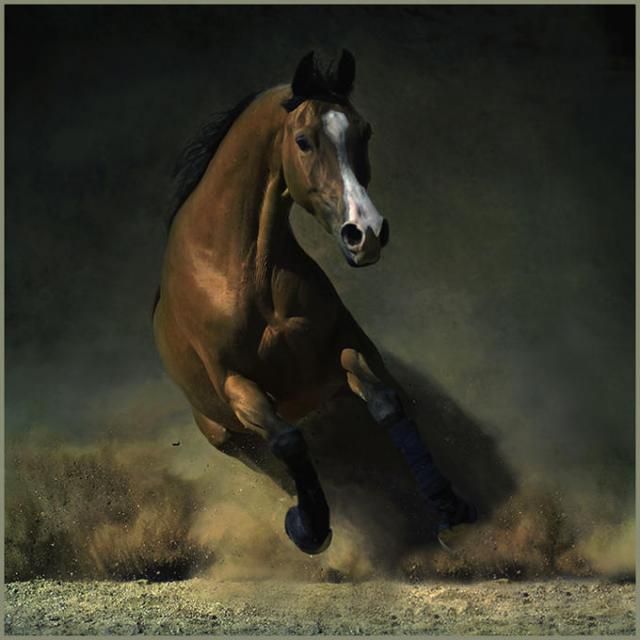 Horses in all their splendor (33 pics)