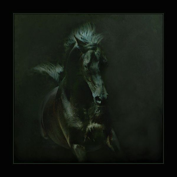 Horses in all their splendor (33 pics)