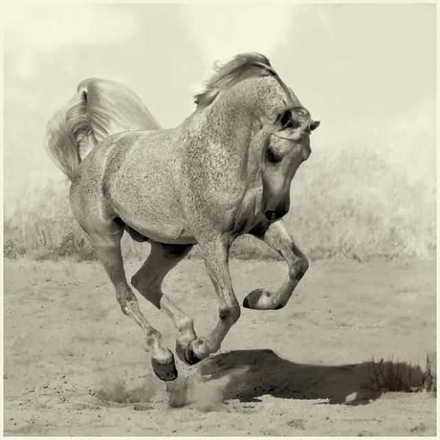 Horses in all their splendor (33 pics)