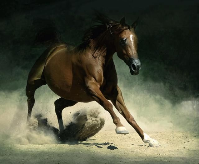 Horses in all their splendor (33 pics)