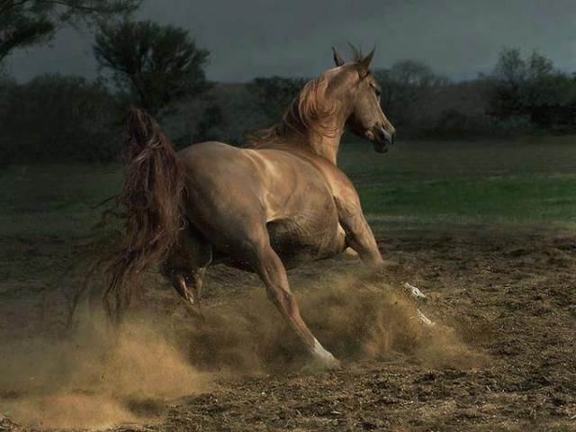 Horses in all their splendor (33 pics)