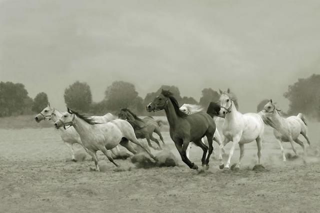Horses in all their splendor (33 pics)