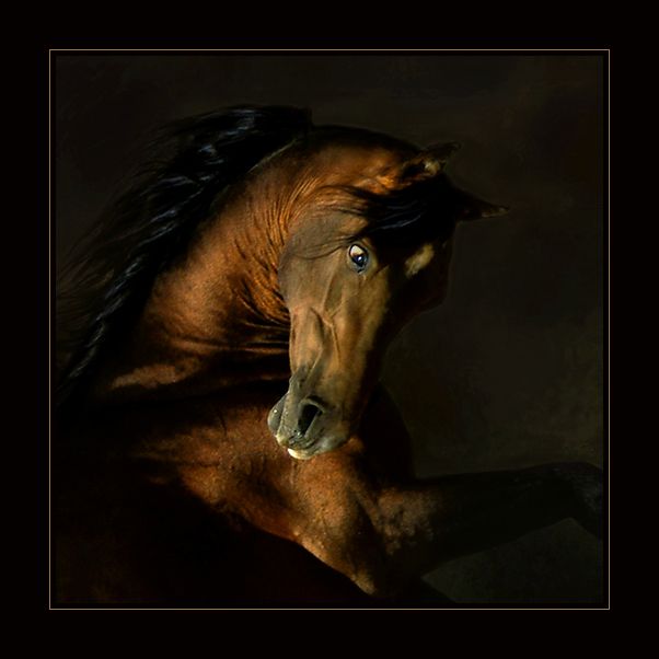 Horses in all their splendor (33 pics)