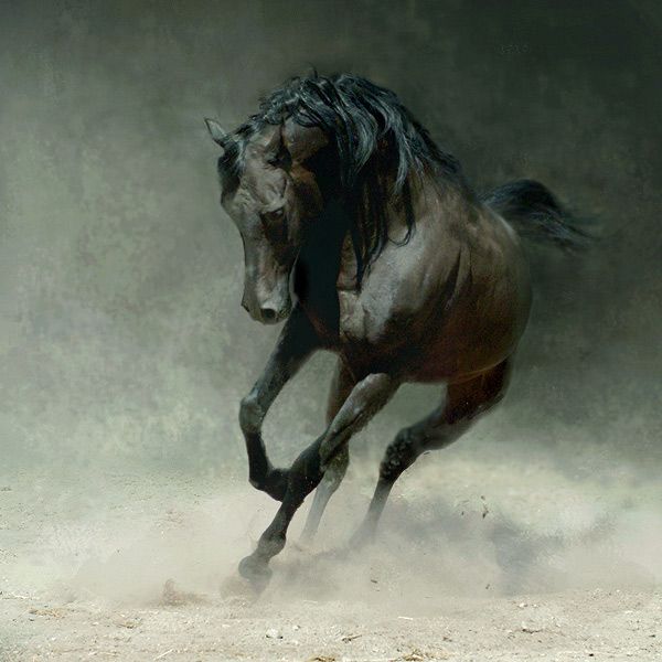 Horses in all their splendor (33 pics)