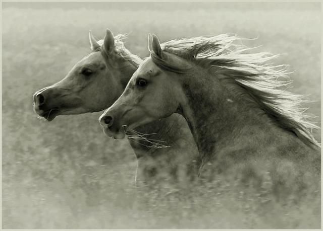 Horses in all their splendor (33 pics)
