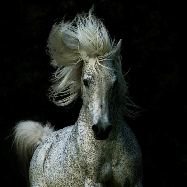 Horses in all their splendor (33 pics)