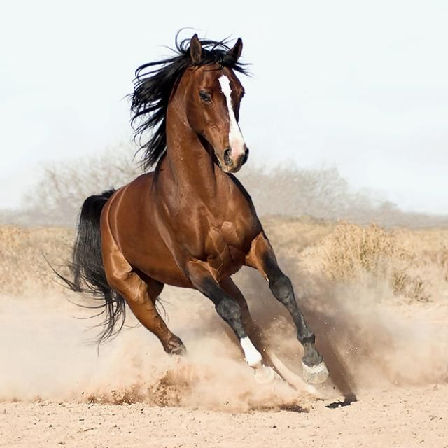 Horses in all their splendor (33 pics)